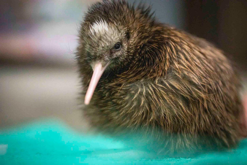 Wildlife centre