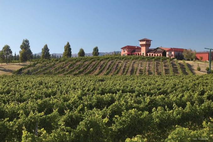 Martinborough wine