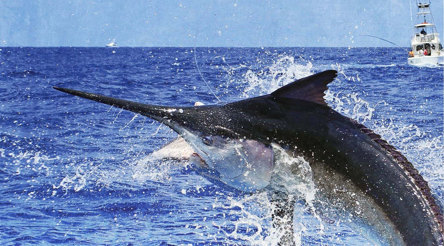 Big-game fishing